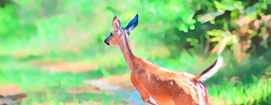 A white tailed deer doe races into the woods after being startled.