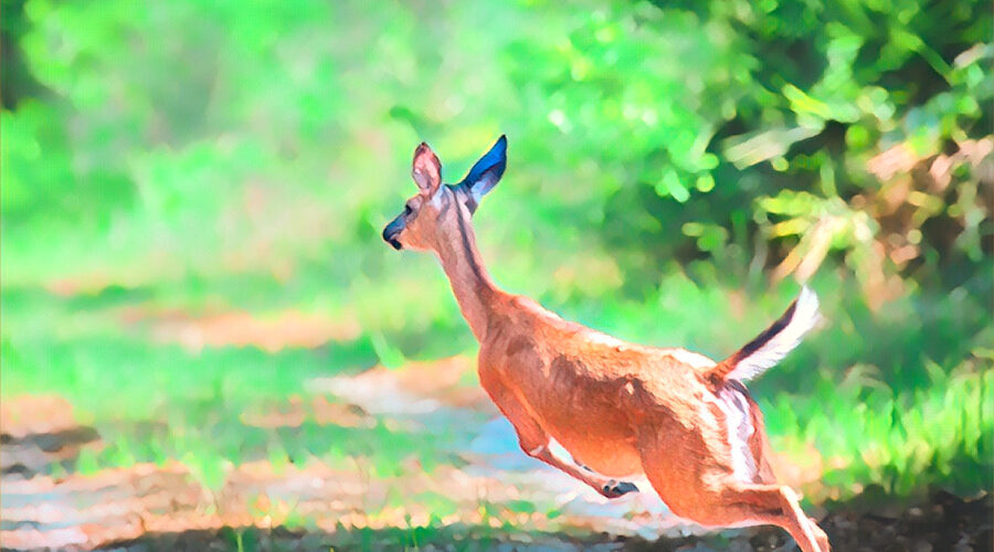 A white tailed deer doe races into the woods after being startled.