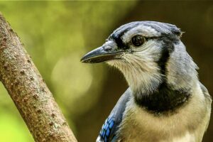 A blue jay looks over his shoulder while perched on a tree branch.