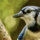 Interesting Blue Jays Can Be Great Singers