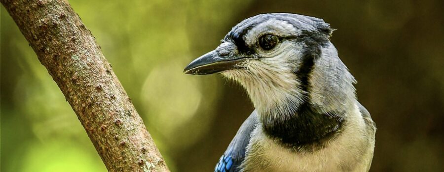 A blue jay looks over his shoulder while perched on a tree branch.