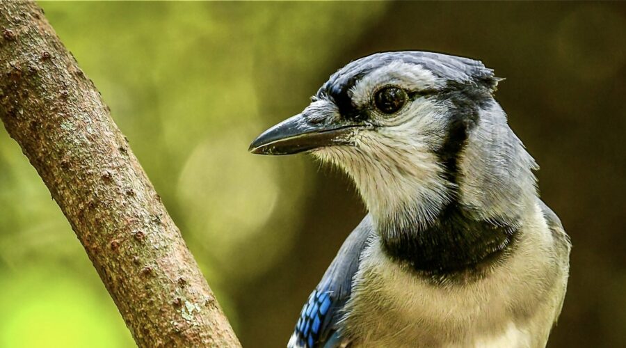 A blue jay looks over his shoulder while perched on a tree branch.