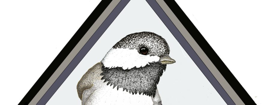 A pen and ink drawing depicts a Carolina Chickadee posed inside a black and grey frame.