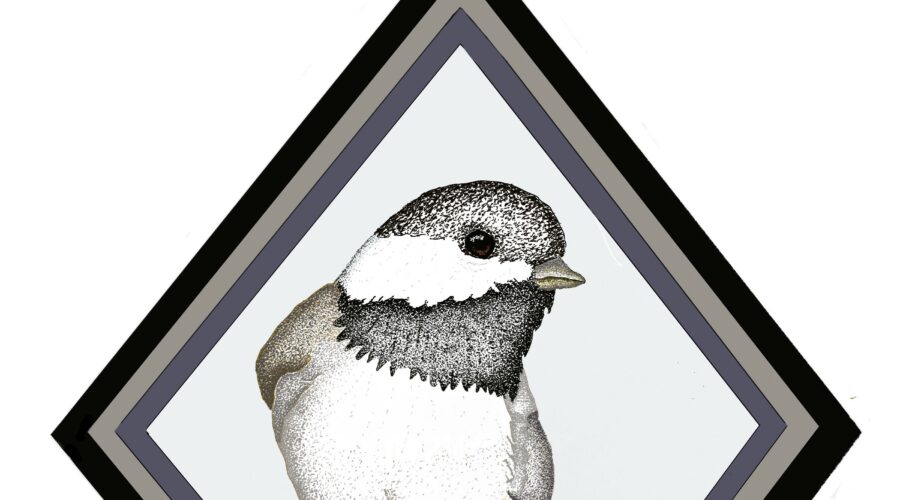A pen and ink drawing depicts a Carolina Chickadee posed inside a black and grey frame.