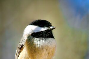 A Carolina chickadee appears to be lost in thought as it perches on a tree branch.
