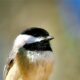 Can a Beautiful Carolina Chickadee be Thoughtful?