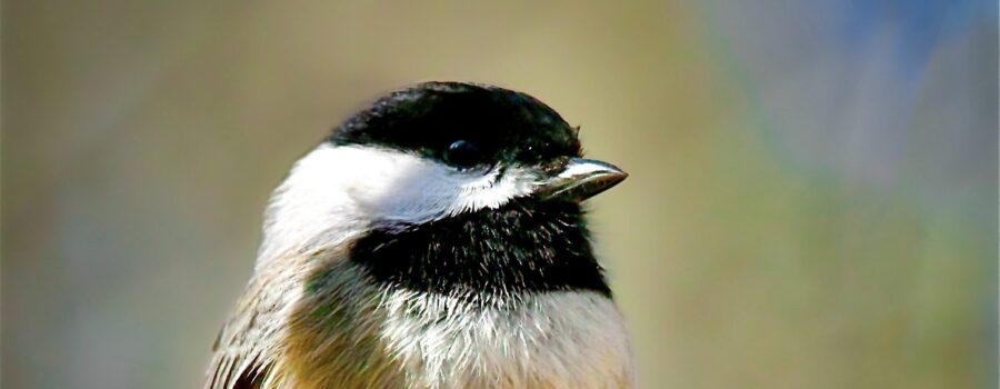 A Carolina chickadee appears to be lost in thought as it perches on a tree branch.