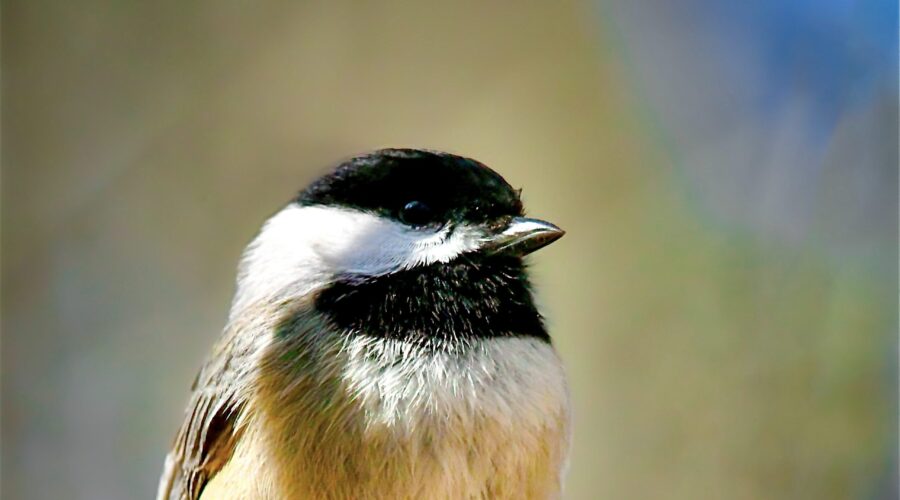 A Carolina chickadee appears to be lost in thought as it perches on a tree branch.