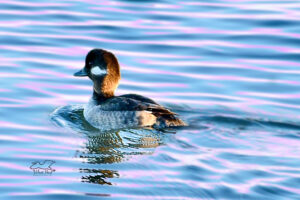 A female bufflehead duck floats on the water as sunset nears.