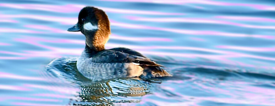 A female bufflehead duck floats on the water as sunset nears.