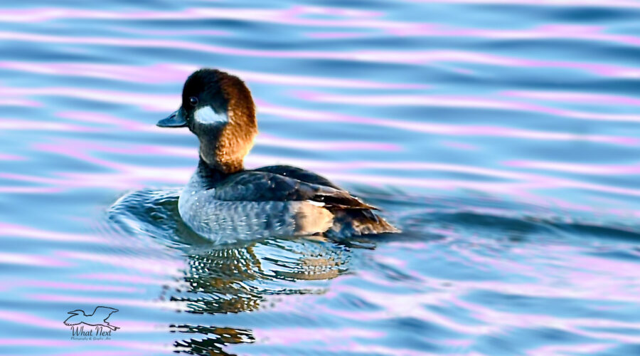 A female bufflehead duck floats on the water as sunset nears.