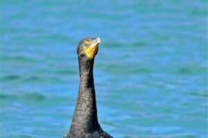 Double crested cormorants are well known for their bright blue eyes and yellow-orange lores.