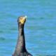 Double Crested Cormorants are Known for Beautiful Blue Eyes