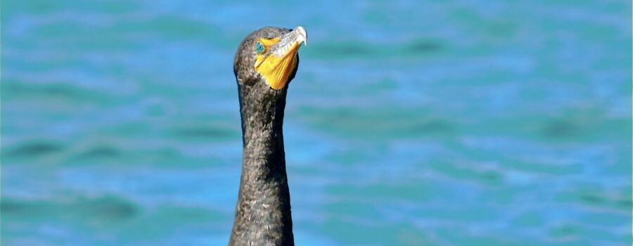 Double crested cormorants are well known for their bright blue eyes and yellow-orange lores.