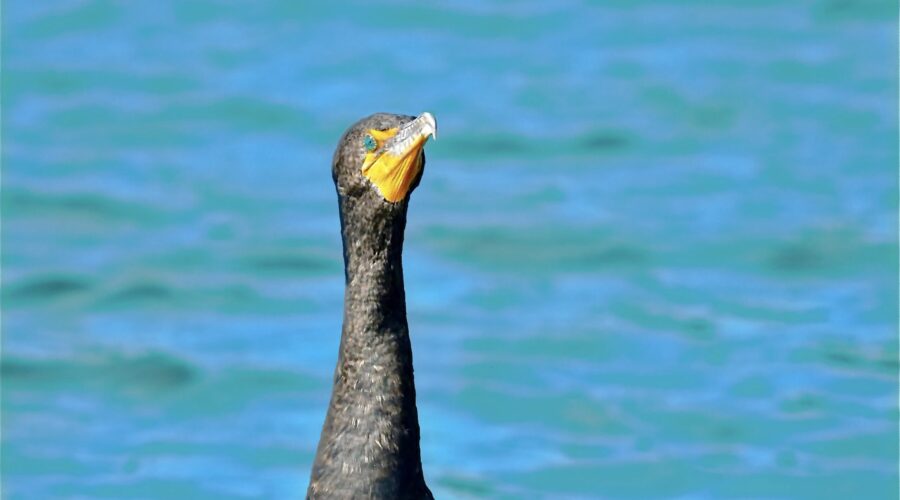 Double crested cormorants are well known for their bright blue eyes and yellow-orange lores.