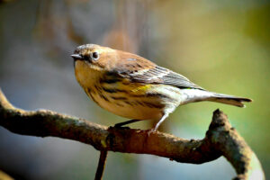 A yellow rumped warbler relaxes for a few moments as it explores the forest.