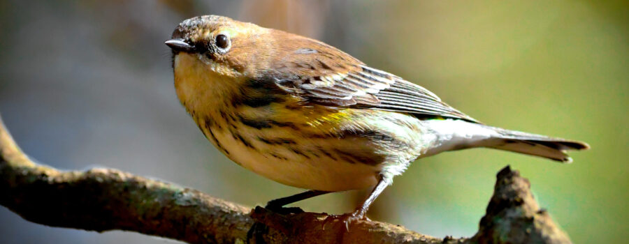 A yellow rumped warbler relaxes for a few moments as it explores the forest.