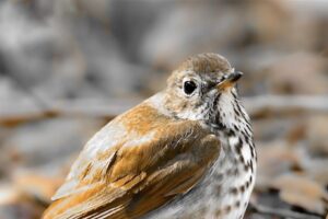 A chilly hermit thrush warms itself in the early afternoon sun.