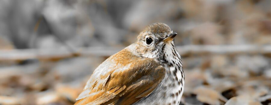 A chilly hermit thrush warms itself in the early afternoon sun.
