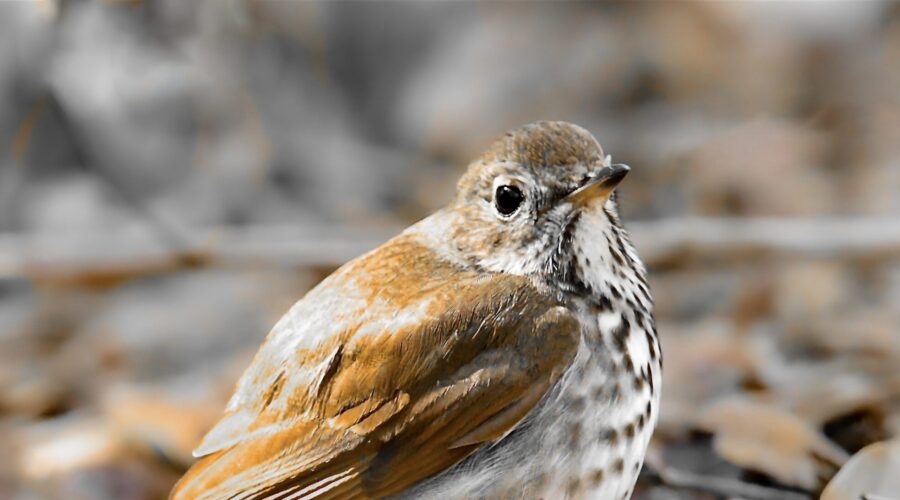 A chilly hermit thrush warms itself in the early afternoon sun.