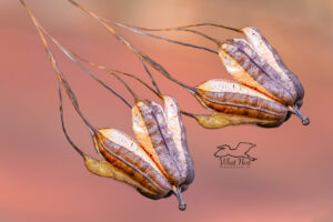 A pair of intricate pipe vine seed pods hang empty and discarded from a dormant vine.