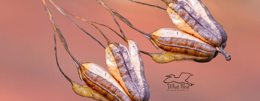 A pair of intricate pipe vine seed pods hang empty and discarded from a dormant vine.