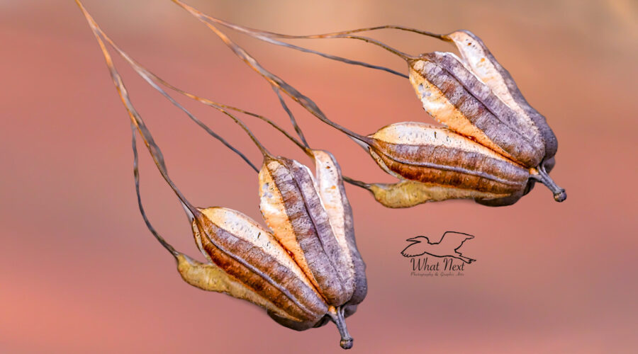 A pair of intricate pipe vine seed pods hang empty and discarded from a dormant vine.