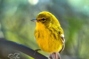 A beautiful yellow pine warbler thinks and watches carefully as he perches in the woods.
