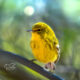Beautiful Pine Warblers are Alert and Active