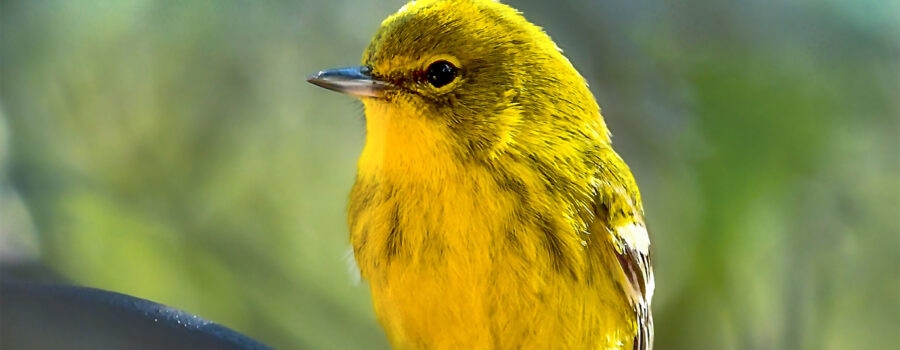 A beautiful yellow pine warbler thinks and watches carefully as he perches in the woods.