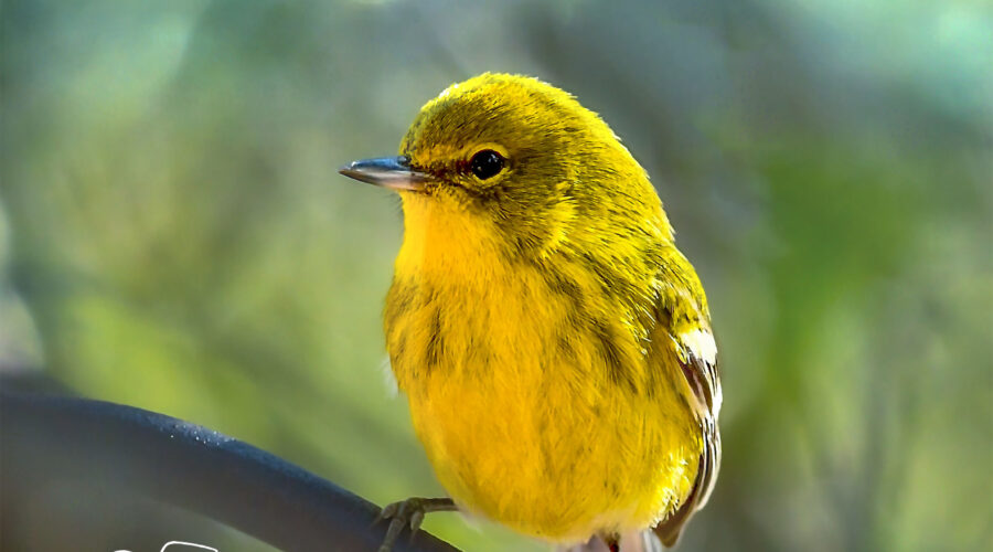 A beautiful yellow pine warbler thinks and watches carefully as he perches in the woods.