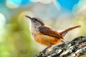 A cute little Carolina wren finds a great perch where he can sing his song to the world.