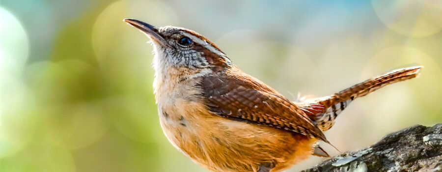 A cute little Carolina wren finds a great perch where he can sing his song to the world.
