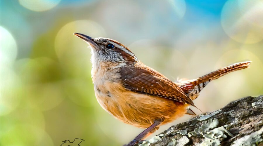A cute little Carolina wren finds a great perch where he can sing his song to the world.