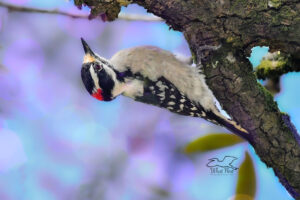 A male downy woodpecker hangs upside down from an oak branch as it checks cracks and crevices for insects.
