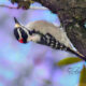 Beautiful Downy Woodpeckers are Industrious