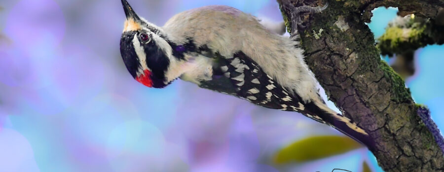 A male downy woodpecker hangs upside down from an oak branch as it checks cracks and crevices for insects.