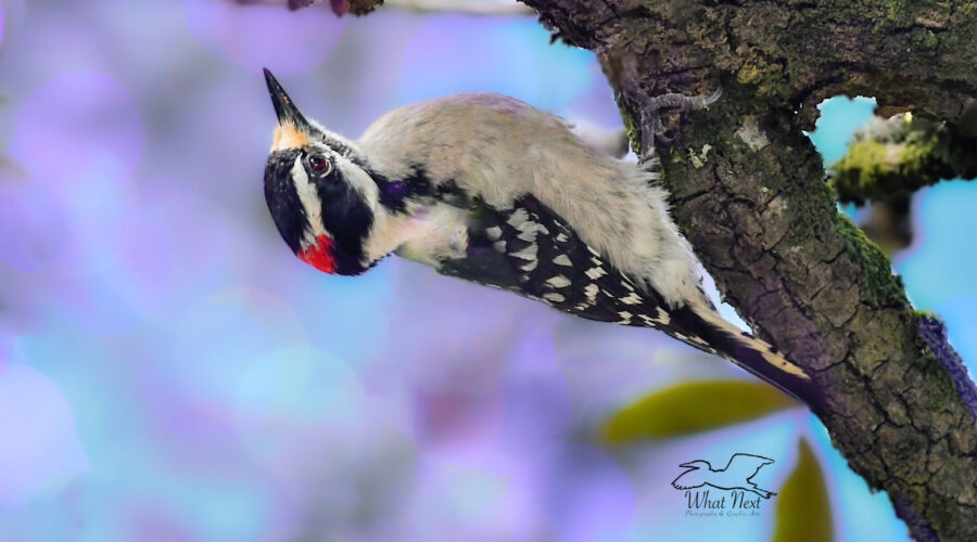A male downy woodpecker hangs upside down from an oak branch as it checks cracks and crevices for insects.