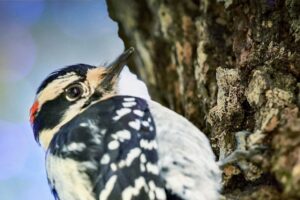 A downy woodpecker rapidly climbs up a tree trunk.