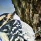 Beautiful Downy Woodpeckers are Extraordinary Climbers