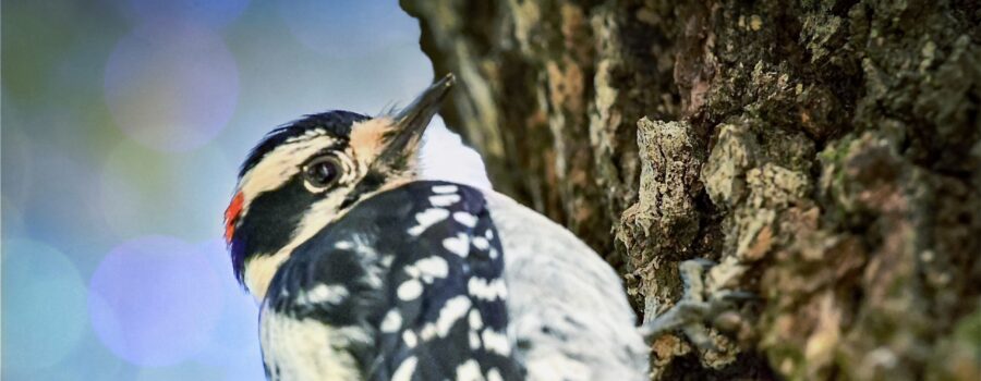 A downy woodpecker rapidly climbs up a tree trunk.