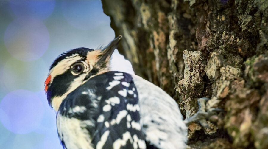 A downy woodpecker rapidly climbs up a tree trunk.