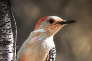 A female red bellied woodpecker looks out over her shoulder while clinging onto the trunk of a tree.