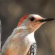 Beautiful Red Bellied Woodpeckers Love to Eat Insects