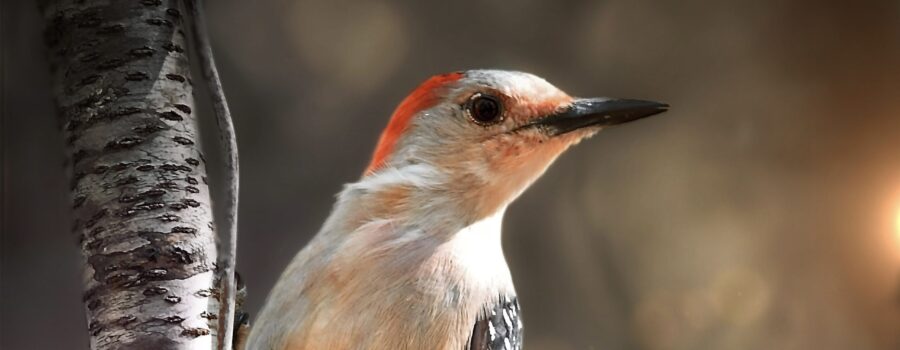 A female red bellied woodpecker looks out over her shoulder while clinging onto the trunk of a tree.