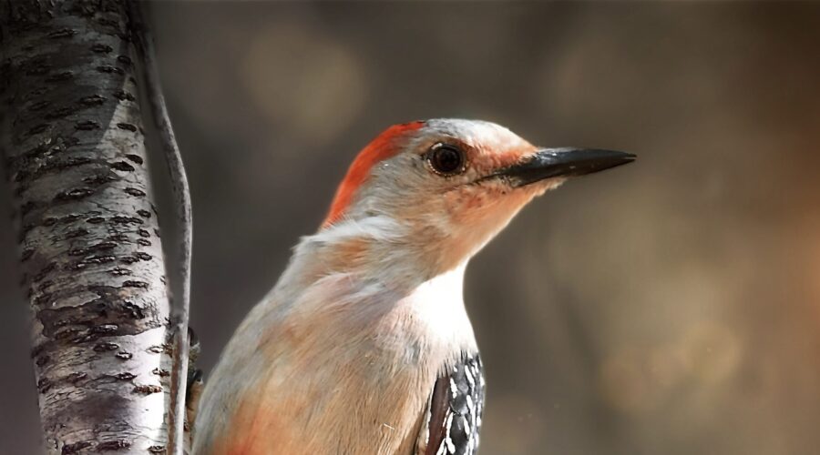 A female red bellied woodpecker looks out over her shoulder while clinging onto the trunk of a tree.