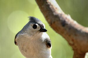A little grey tufted titmouse sits patiently and waits for an opportunity to go eat.