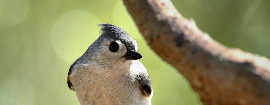 A little grey tufted titmouse sits patiently and waits for an opportunity to go eat.