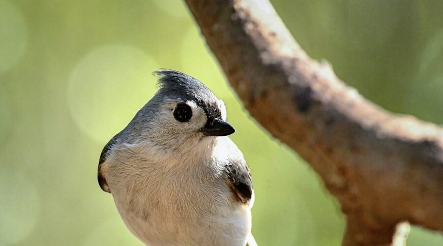 A little grey tufted titmouse sits patiently and waits for an opportunity to go eat.