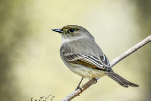 An eastern phoebe sits perched on a small twig of vegetation in the woods.